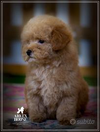 Mini toy maschietto e femmina