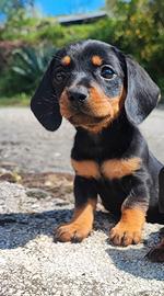Bassotto Tedesco Cucciola Femmina