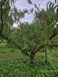 Terreno agricolo Zianigo Mirano