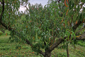 Terreno agricolo Zianigo Mirano