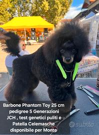 Stalloni Phantom Barbone