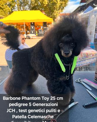 Stalloni Phantom Barbone