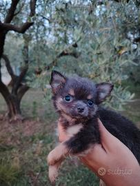 Chihuahua blu