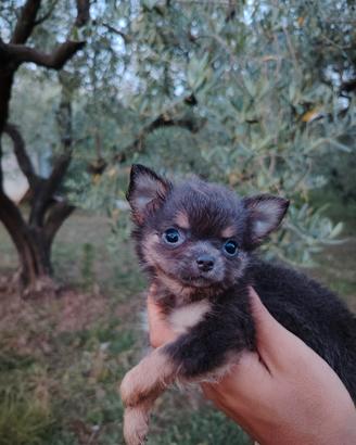 Chihuahua blu