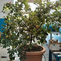 Pianta di Limone Adulto 