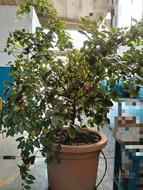Pianta di Limone Adulto 