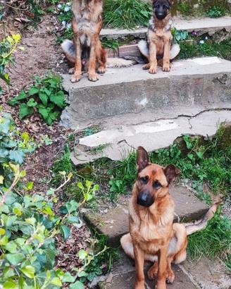 Cuccioli pastore tedesco