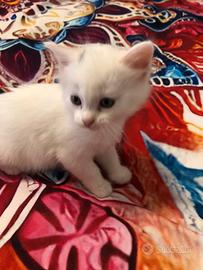 Gatto Siberiano incrocio Angora turco