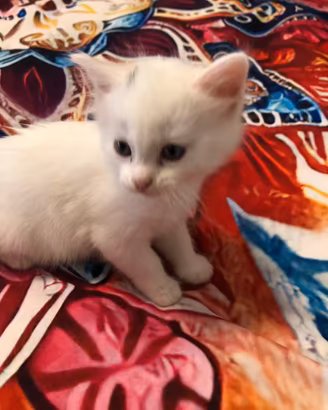 Gatto Siberiano incrocio Angora turco