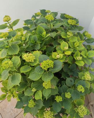 ORTENSIE PIANTE IN BASO RETTANGOLARE 