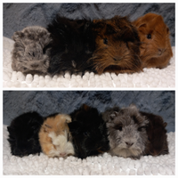 Cuccioli Cavie Peruviane