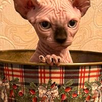 Sphynx