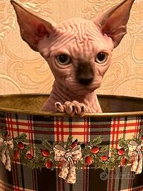 Sphynx