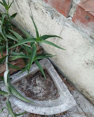 Lavello da giardino in marmo vintage. 