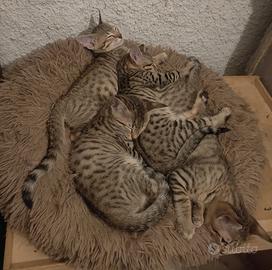 Gatti razza Savannah