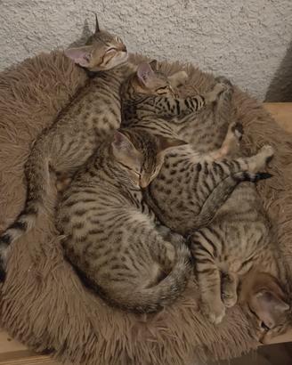 Gatti razza Savannah