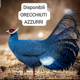 fagiani orecchiuti azzurri 