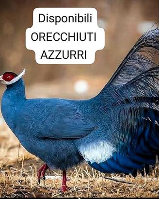 fagiani orecchiuti azzurri 