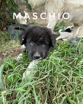 3 meravigliosi cuccioli mix Caucaso/ maremmano in