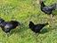 Immagine 4