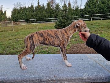 Whippet cuccioli con Pedigree