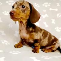 Cucciola di bassotto arlecchino