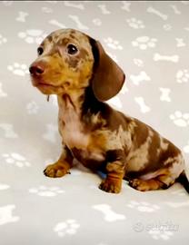 Cucciola di bassotto arlecchino