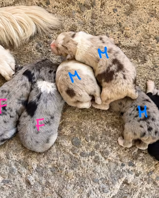 Cuccioli blue/red merle