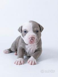 Cucciolotti di American Pitbull Terrier UKC