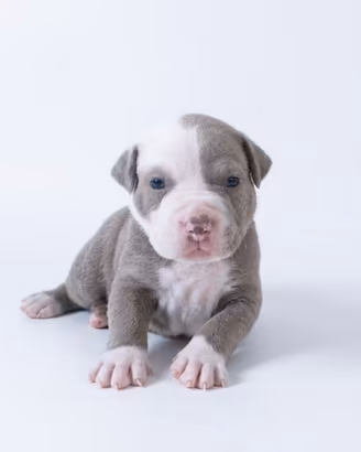 Cucciolotti di American Pitbull Terrier UKC