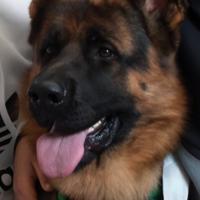 Disponibile per accoppiamento