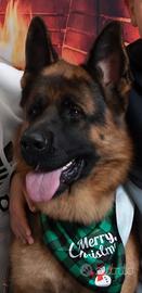 Disponibile per accoppiamento