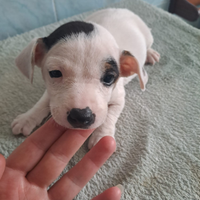 Jack Russell