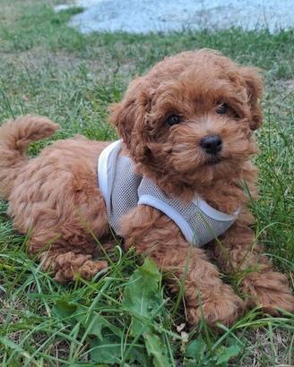 Barboncini e barboncine toy - Cuccioli