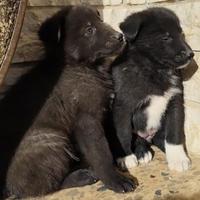 Bella e Bea
