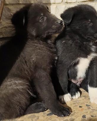 Bella e Bea