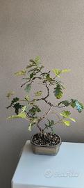 bonsai di quercia
