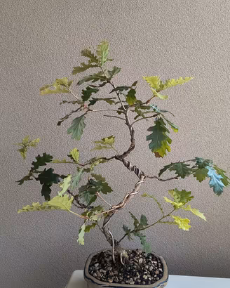 bonsai di quercia