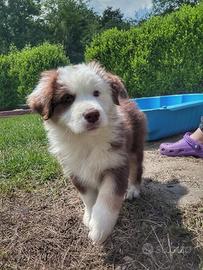 Cuccioli di pastore australiano