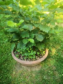 Nocciolo pre-bonsai