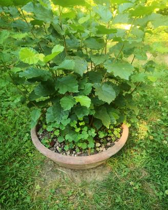 Nocciolo pre-bonsai