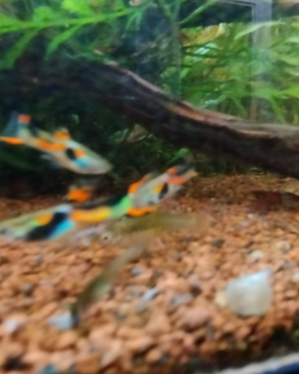Guppy endler