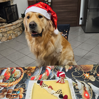 Golden retriever maschio disponibile per monta