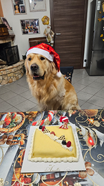 Golden retriever maschio disponibile per monta