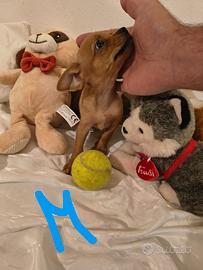 Pinscher nani toy