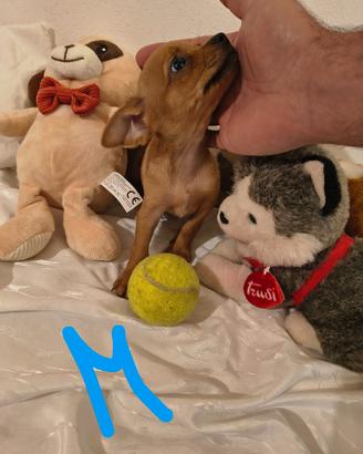 Pinscher nani toy