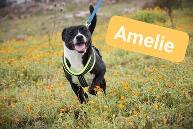 Amelie, 8 mesi, tg media