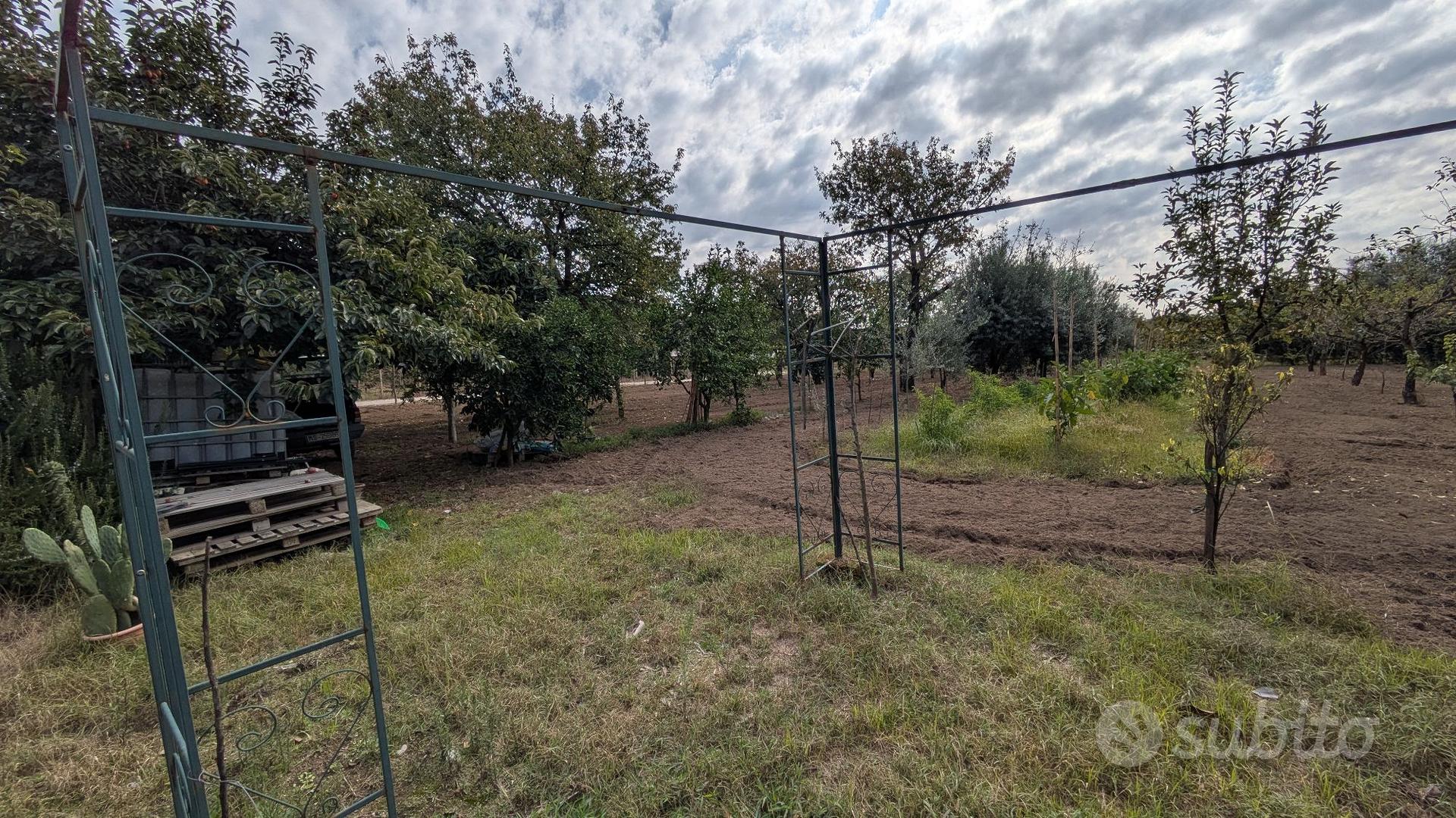 terreno con diversi alberi da frutta - Vista 5