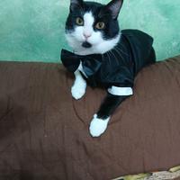 Gattino bianco e nero