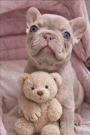 Bulldog Francese esotico New Shade tan